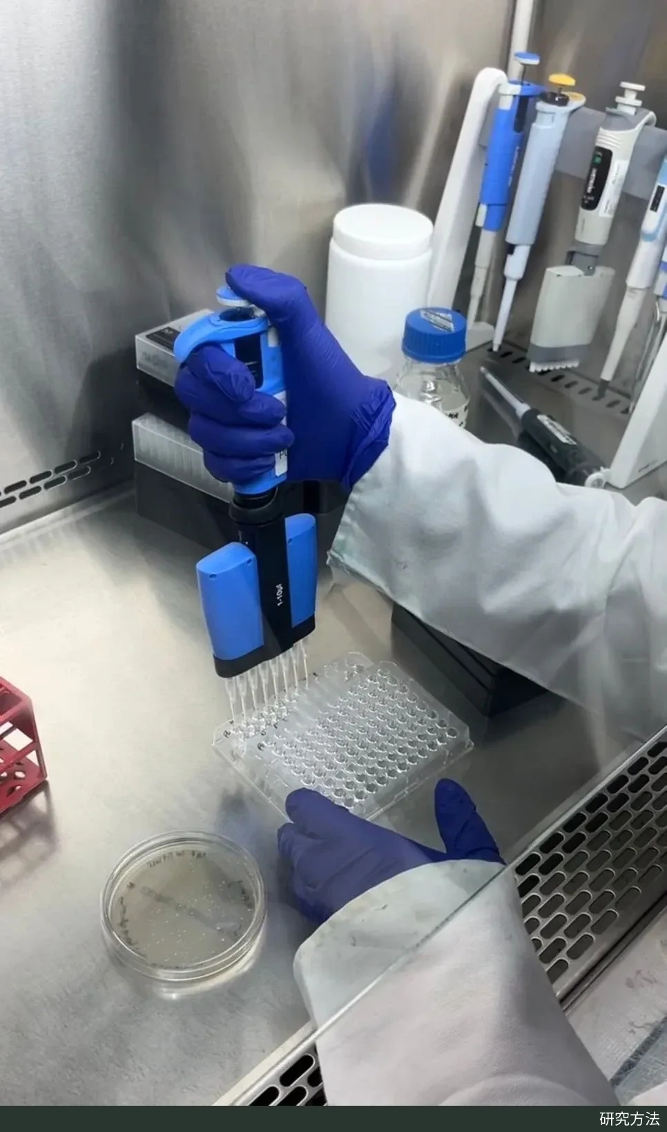 戴手套的研究者在生物安全柜内用八道移液器向 96 孔板逐列加入试剂，孔板整齐排列着同一批样品